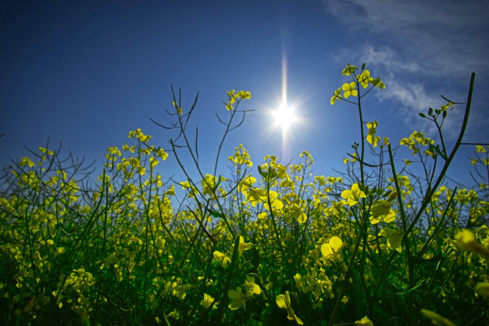 Nature field summer