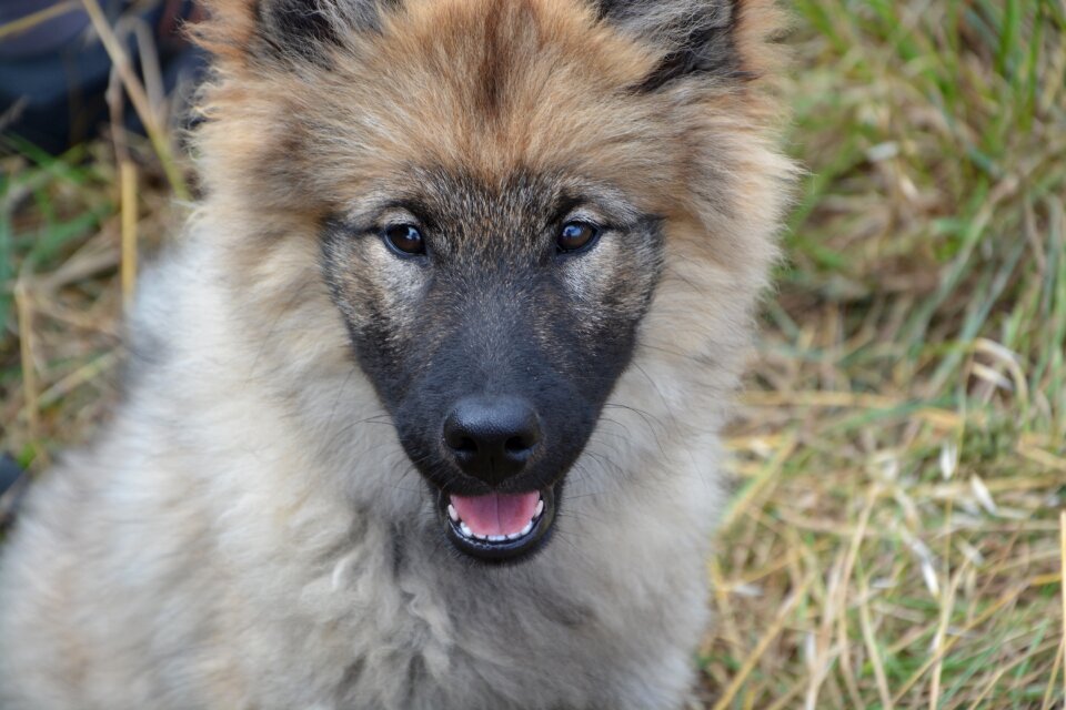 Bitch orlaya dog eurasier dog nordic