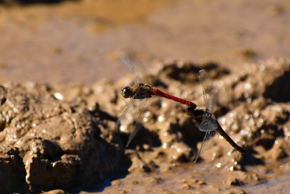 Insect dragonfly red dragonfly