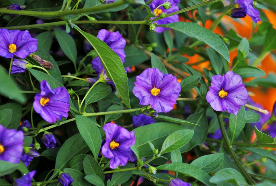 Flora violet flower