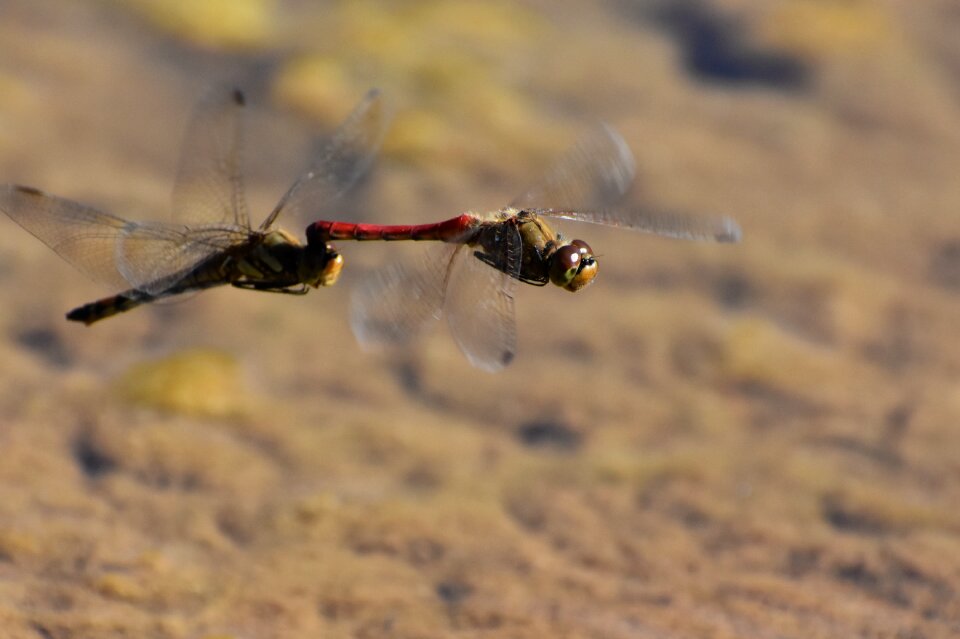 Insect dragonfly red dragonfly