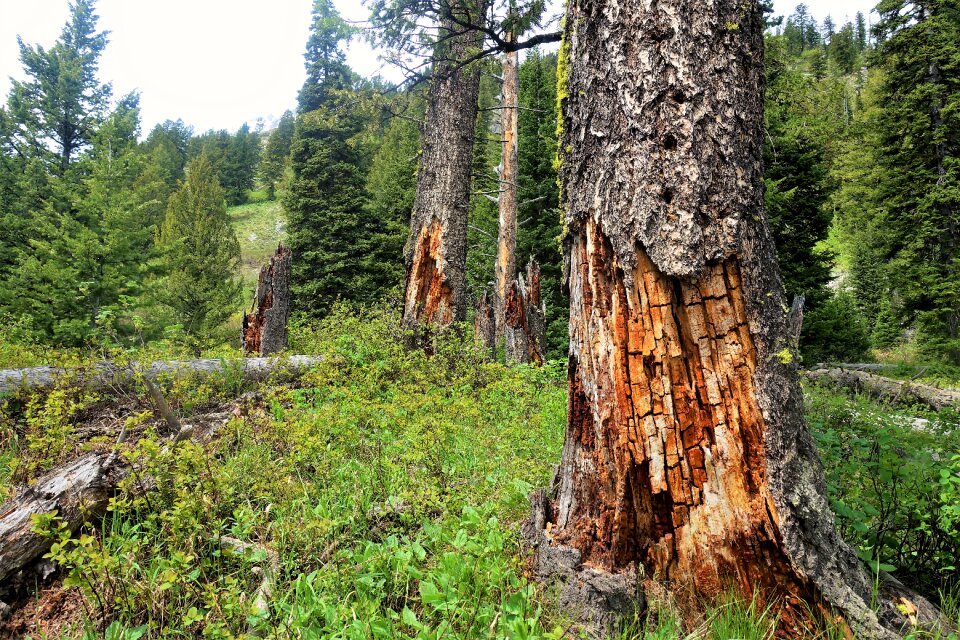 Hiking wyoming tetons