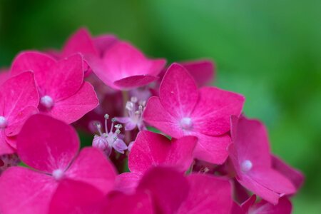 Flower flowers hydrangea family