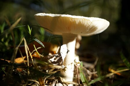 Nature forest toxic
