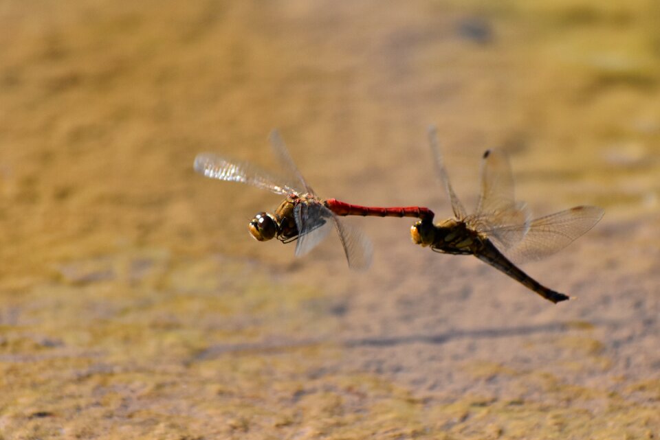 Insect dragonfly red dragonfly