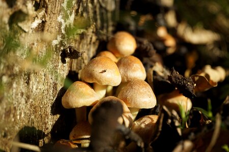Nature mushroom mini mushrooms