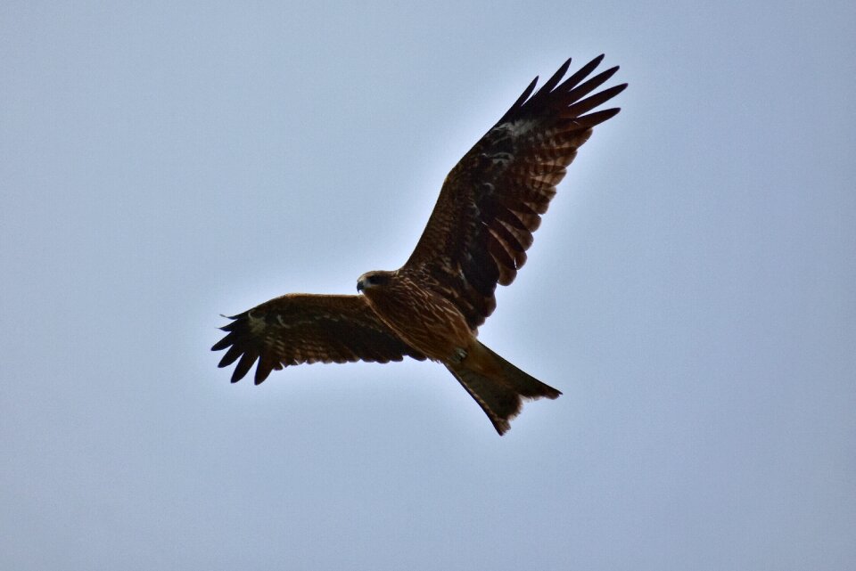 Wild birds raptor video