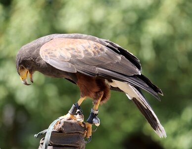 Falconry wörlitzer park wild bird plumage photo