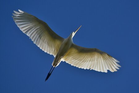 Wild birds heron egret