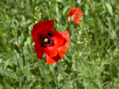 Summer plant flowers of the field