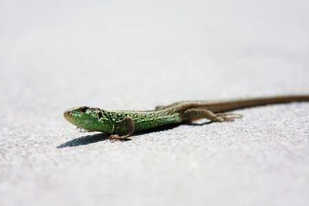 Reptile animal green