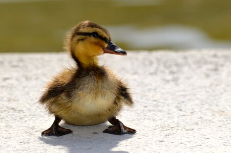 Water bird animals duck