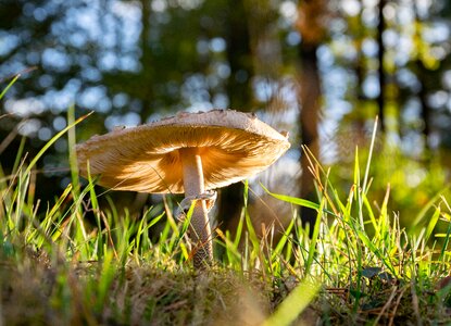 Meadow forest floor grass