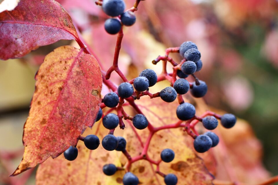 Berries autumn wild plant