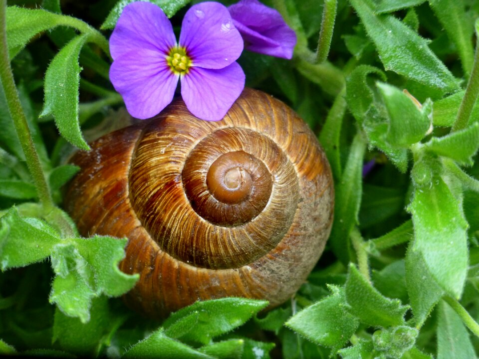 Snail helix pomatia land snail