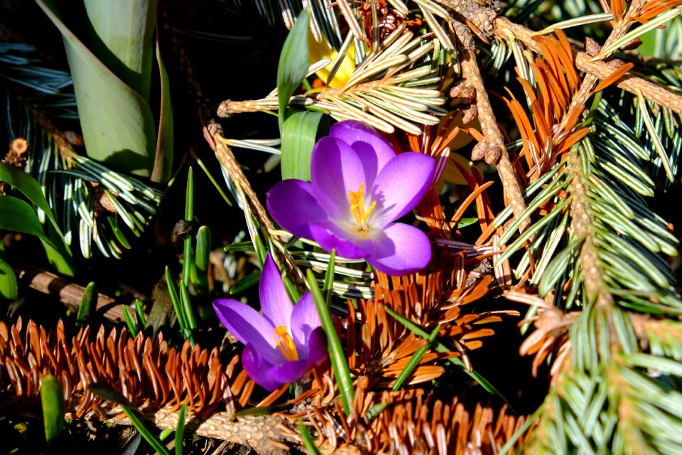 Nature purple bloom