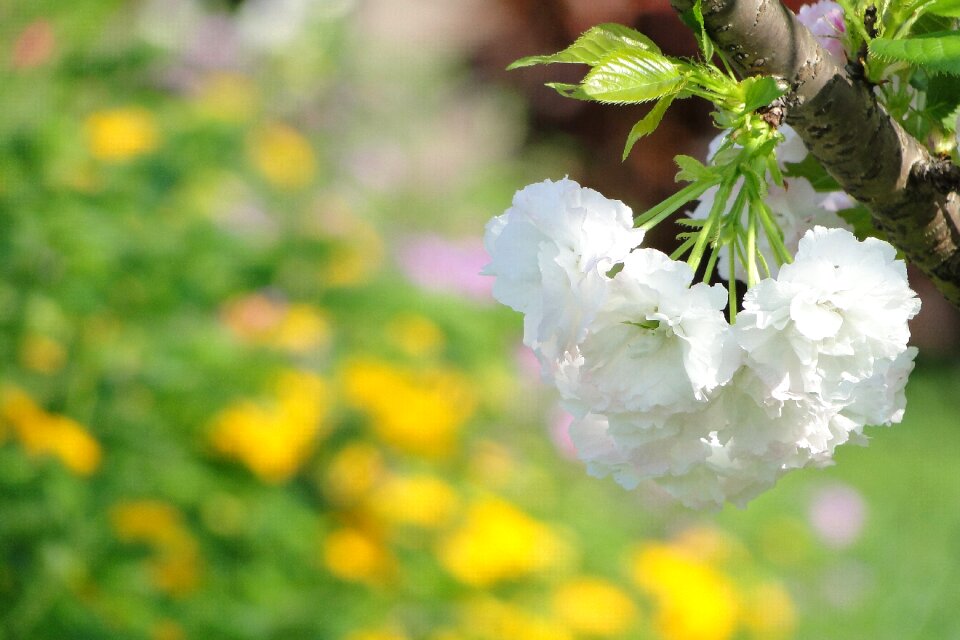 Cherry blossoms chrysanthemum cherry spring