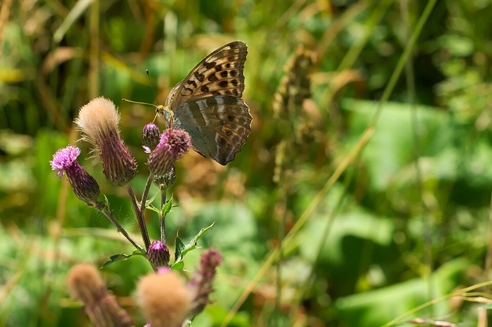 Butterfly summer wild flower