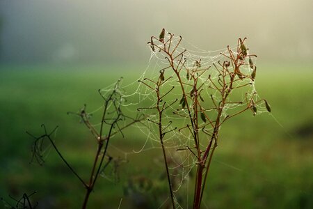 Green dew nature