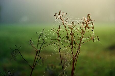 Green dew nature photo