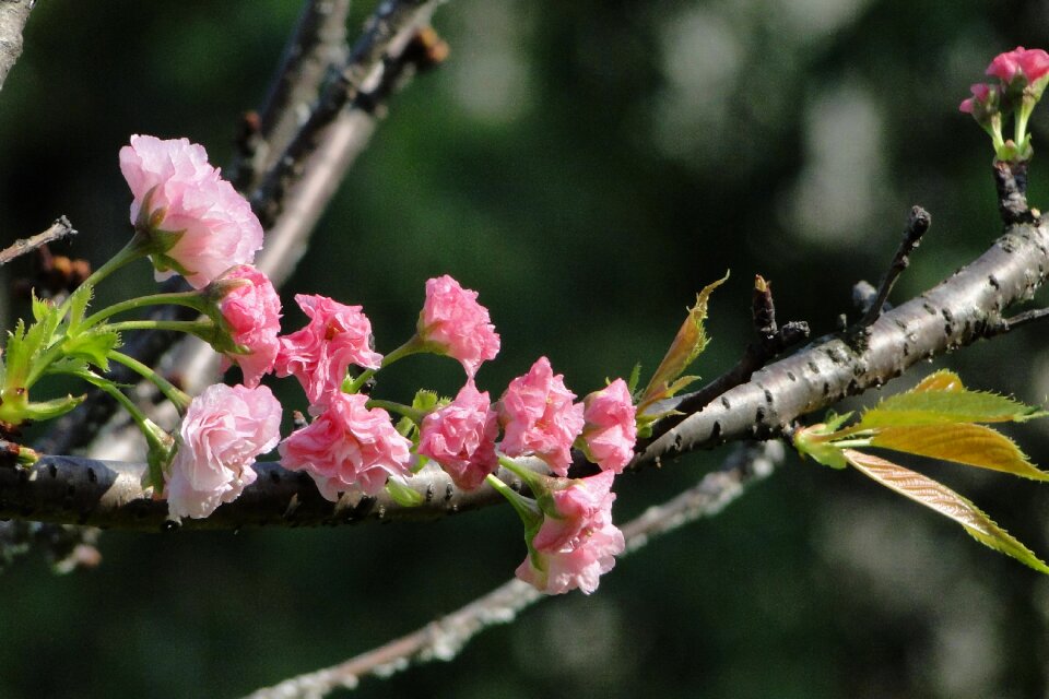 Cherry blossoms chrysanthemum cherry spring