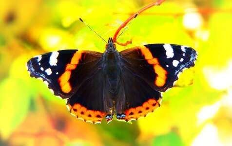 Apiformes antennae animals