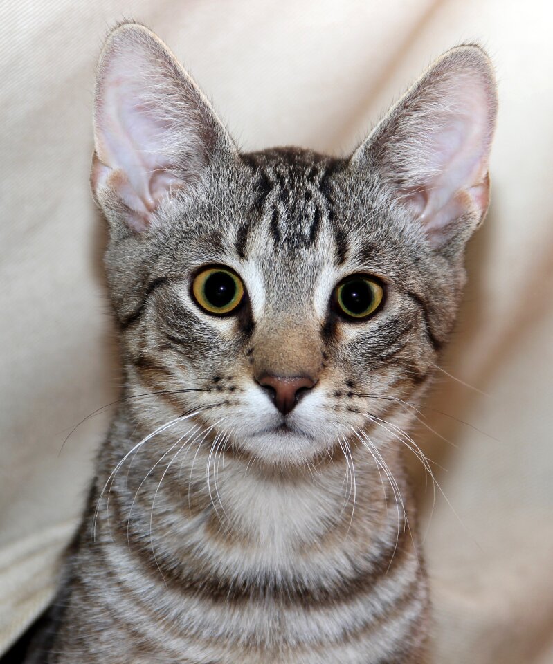 Domestic cat kitten cat face