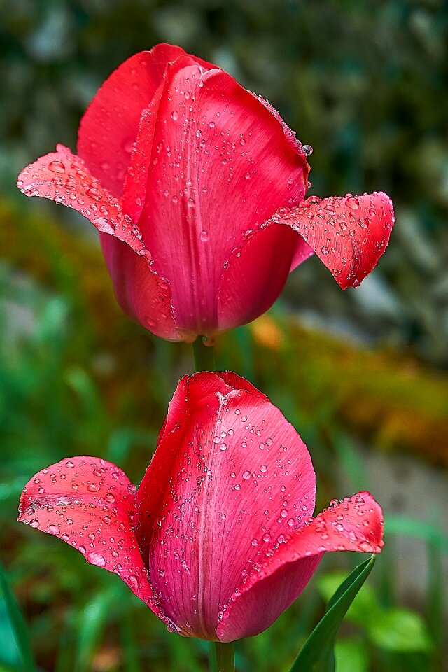 Spring flower frühlingsanfang colorful photo