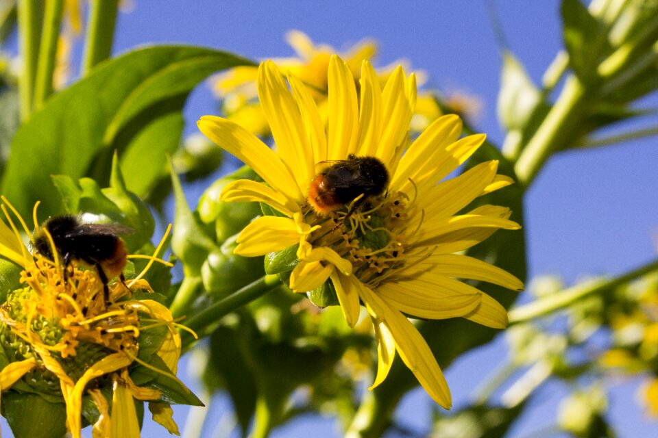 Nature plant garden photo