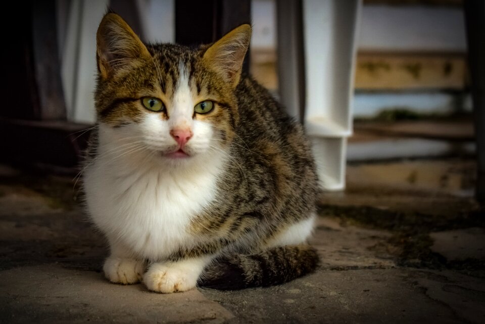 Animal homeless sad