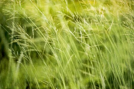 Leaf plant spring