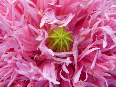 Pink beauty cosmetics