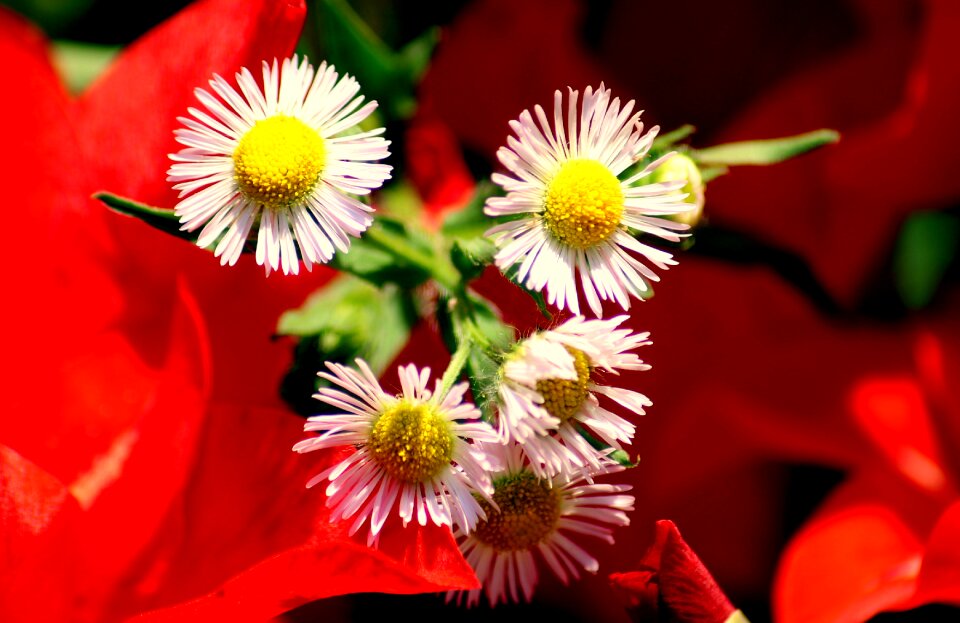 Nature flowering the petals