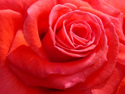 Flowering love sant jordi