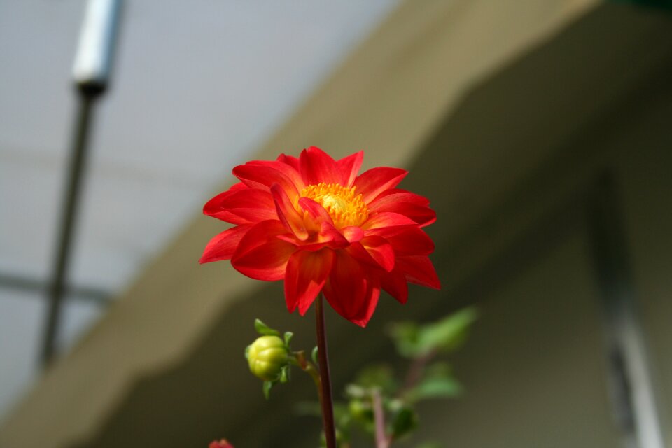 Flowers dahlia hwasaham