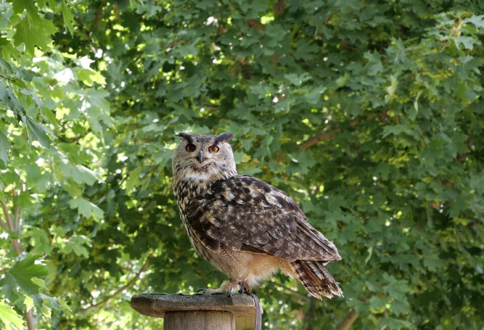 Eagle owl falconry wörlitzer park feathered