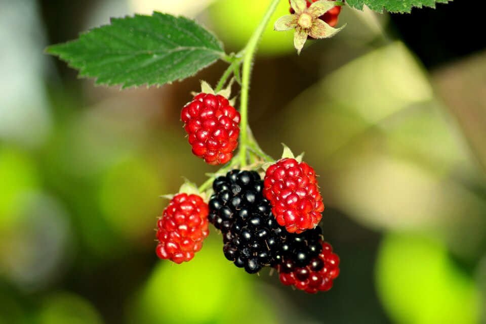 Food healthy vitamins