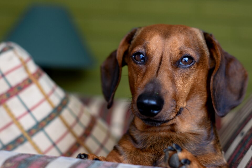 Dog sausage dog animal