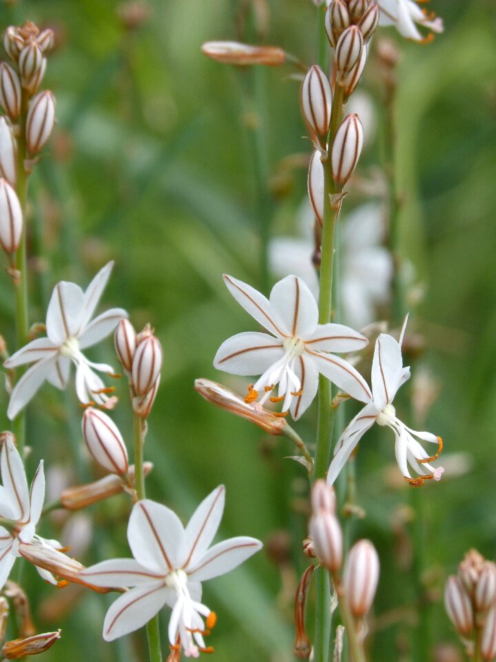 Florir stamens nature