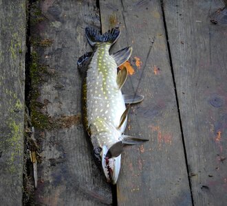 Fish catch the pike photo