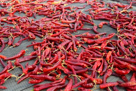Pepper gun peppers image vegetables