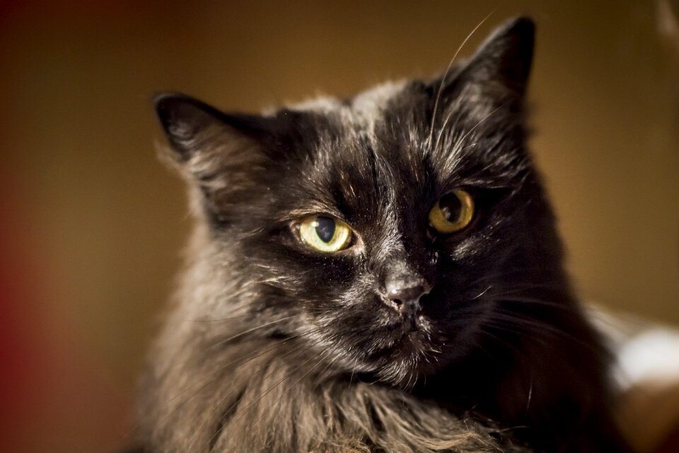 Feline adorable animal