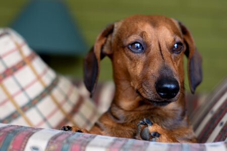 Dog sausage dog animal