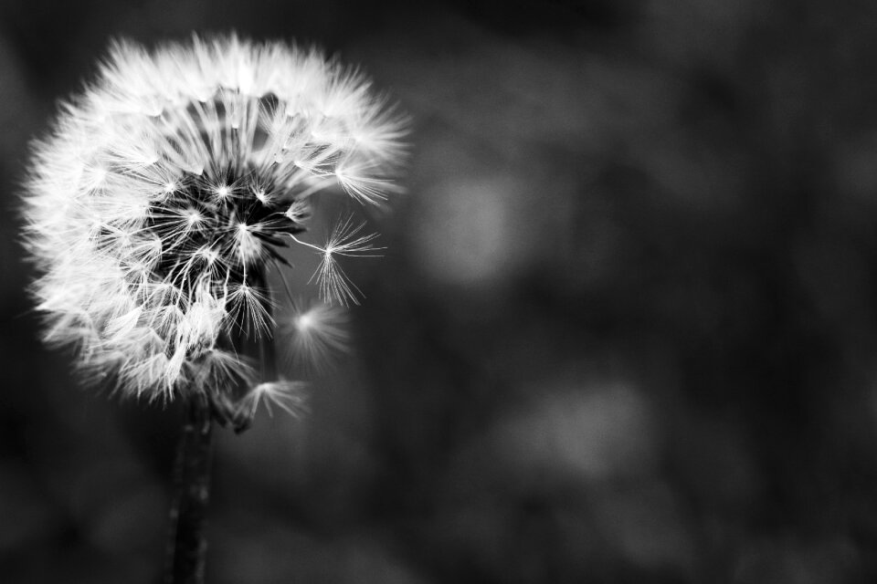 Macro flower nature