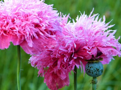Garden bed pink