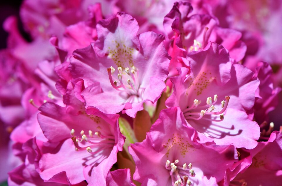 Pink rhododendron bud blossom