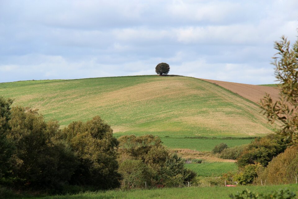 Meadow sky nature