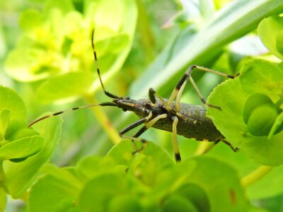 Cerambycidae leaf nature