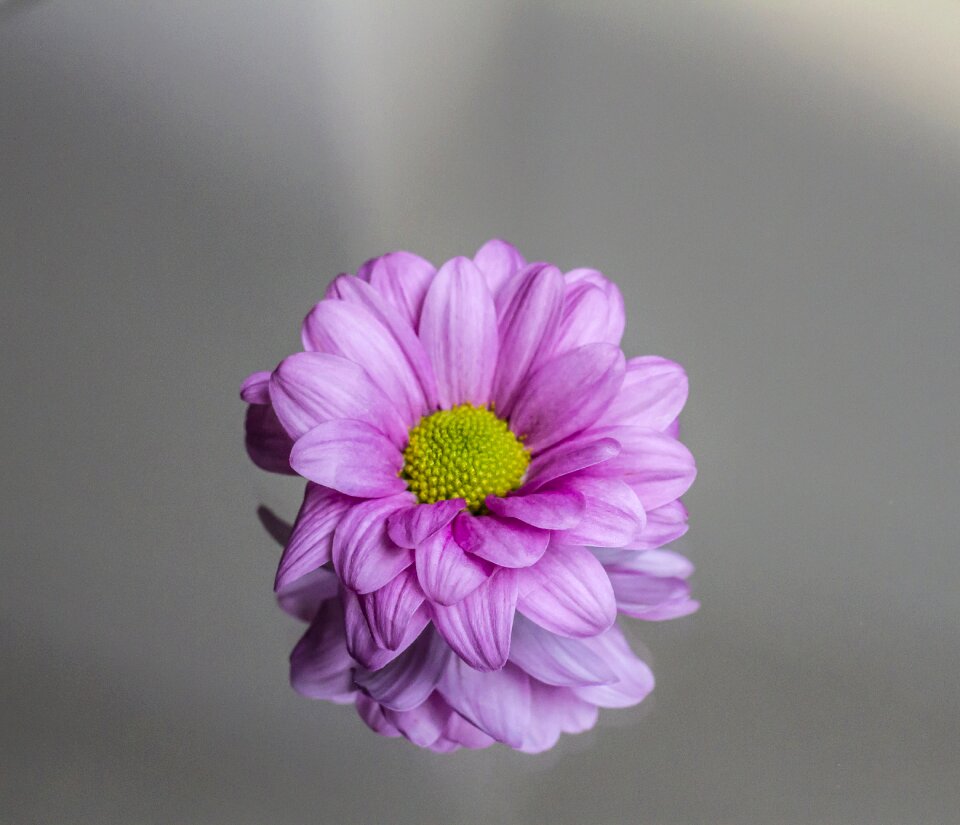 Nature bloom plant