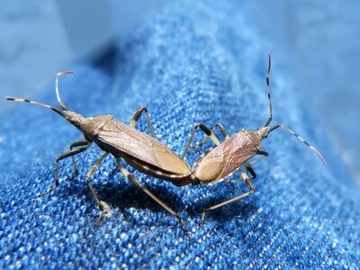 Cerambycidae insect breeding insects mating photo
